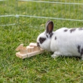 Bild 6 von Trixie Snack Cups für Vögel und Kleintiere