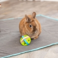 Bild 5 von Trixie Spiel- und Snackball aus Holz - 7,5 cm