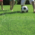 Kiepenkerl RSM 2.3 Gebrauchsrasen Spielrasen mit Poa supina 10 kg (10 Kg)